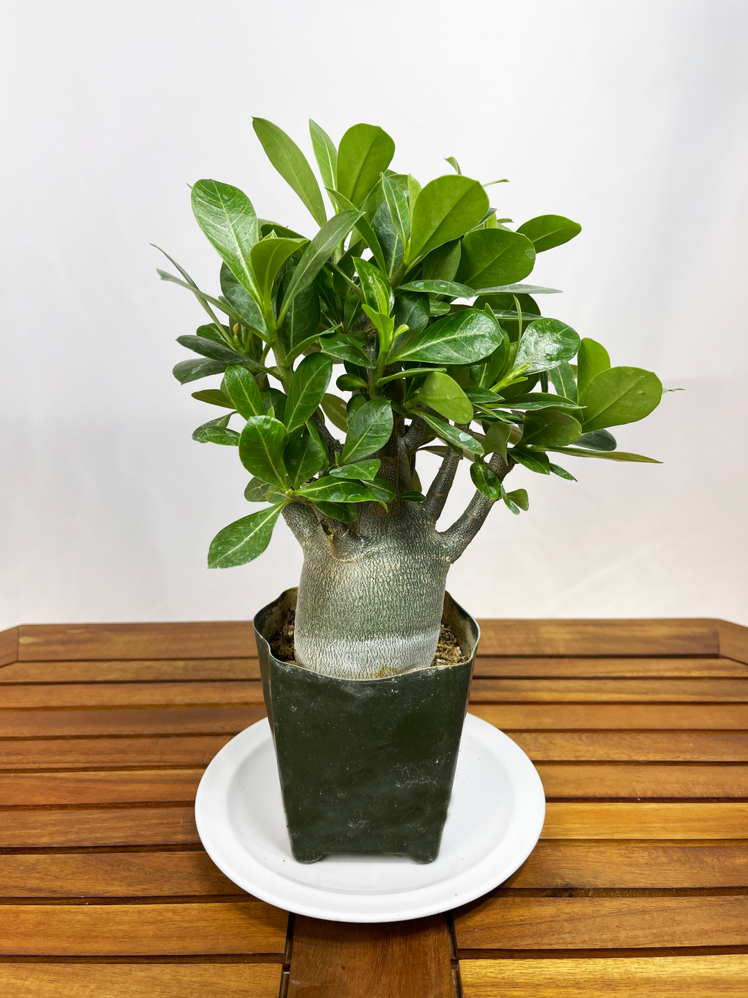 Adenium arabicum - 'Desert Rose'