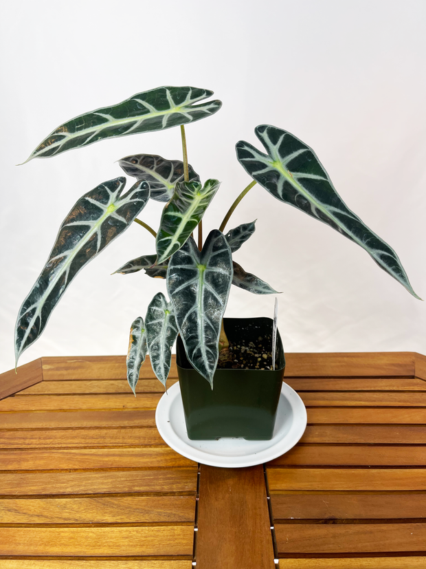 Alocasia amazonica - Bambino