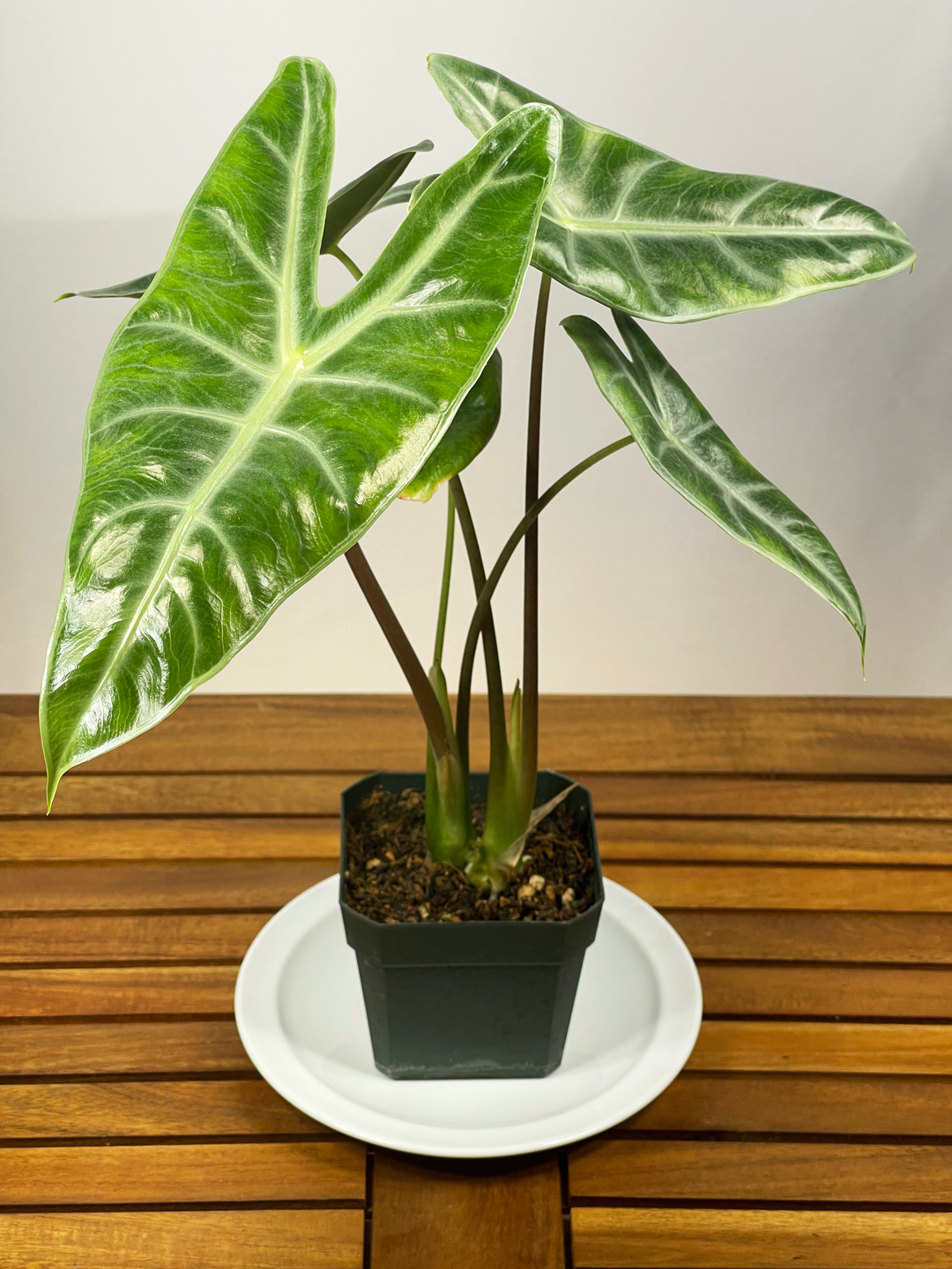 Alocasia longiloba - 'Dragon's Tooth'