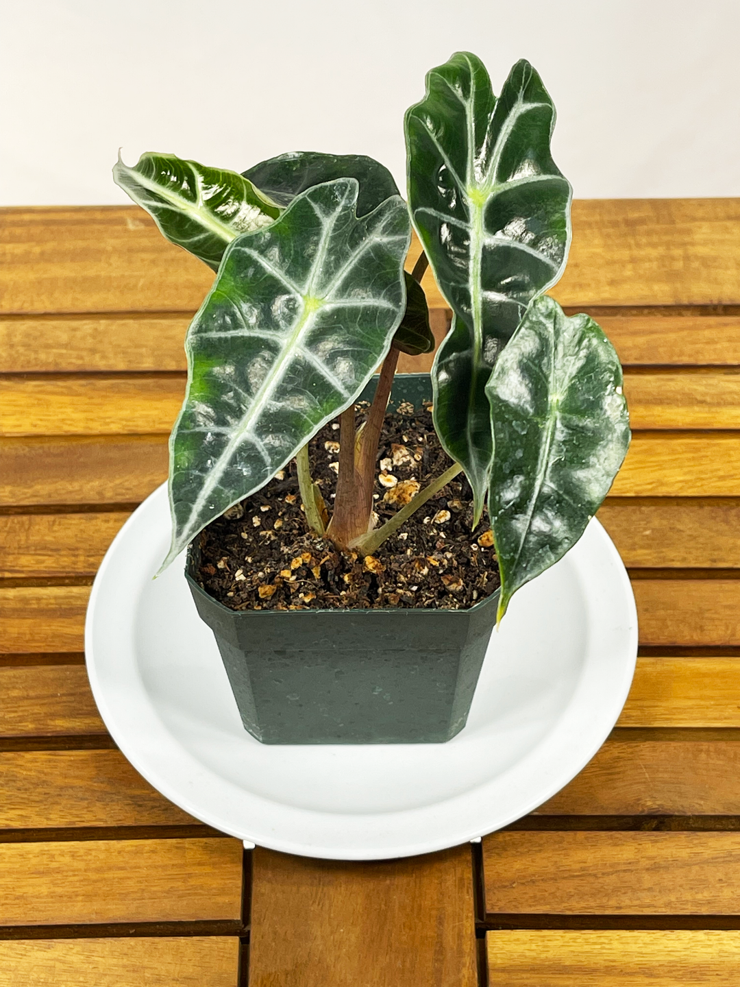 Alocasia amazonica - 'Polly' (African Mask)