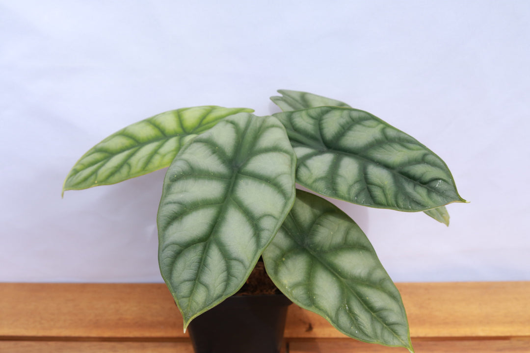 Alocasia - 'Silver Dragon'
