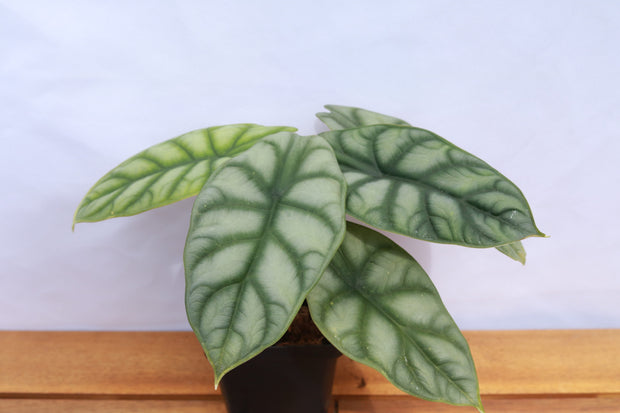 Alocasia - &