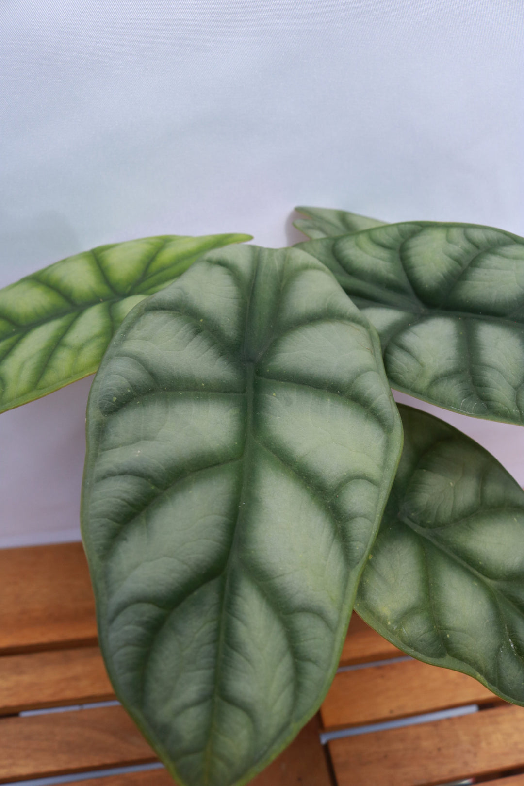 Alocasia - 'Silver Dragon'