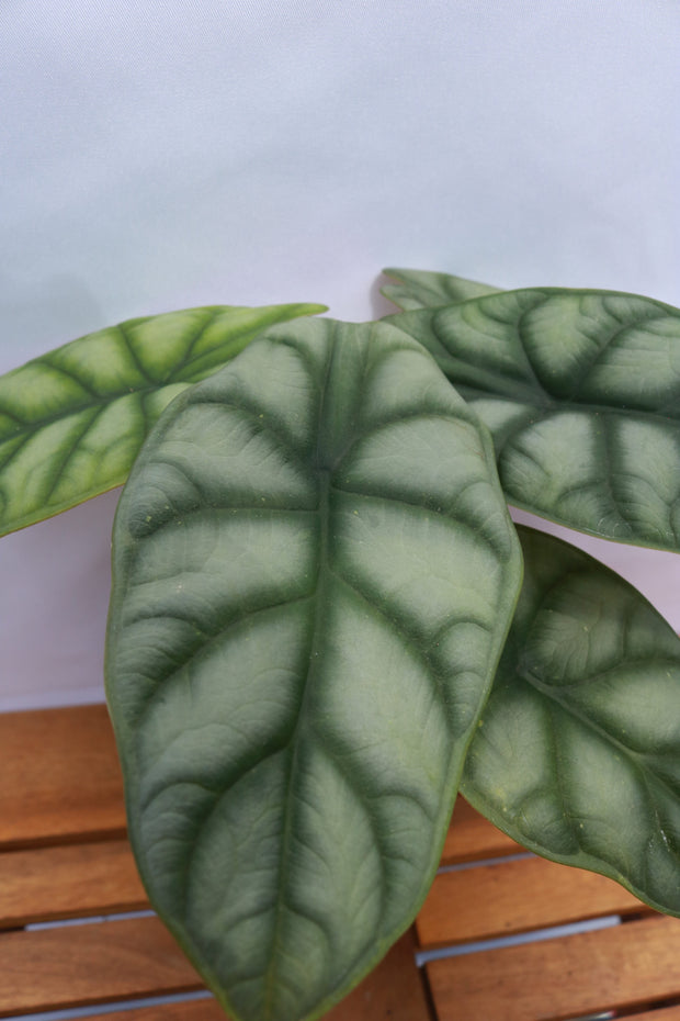 Alocasia - &