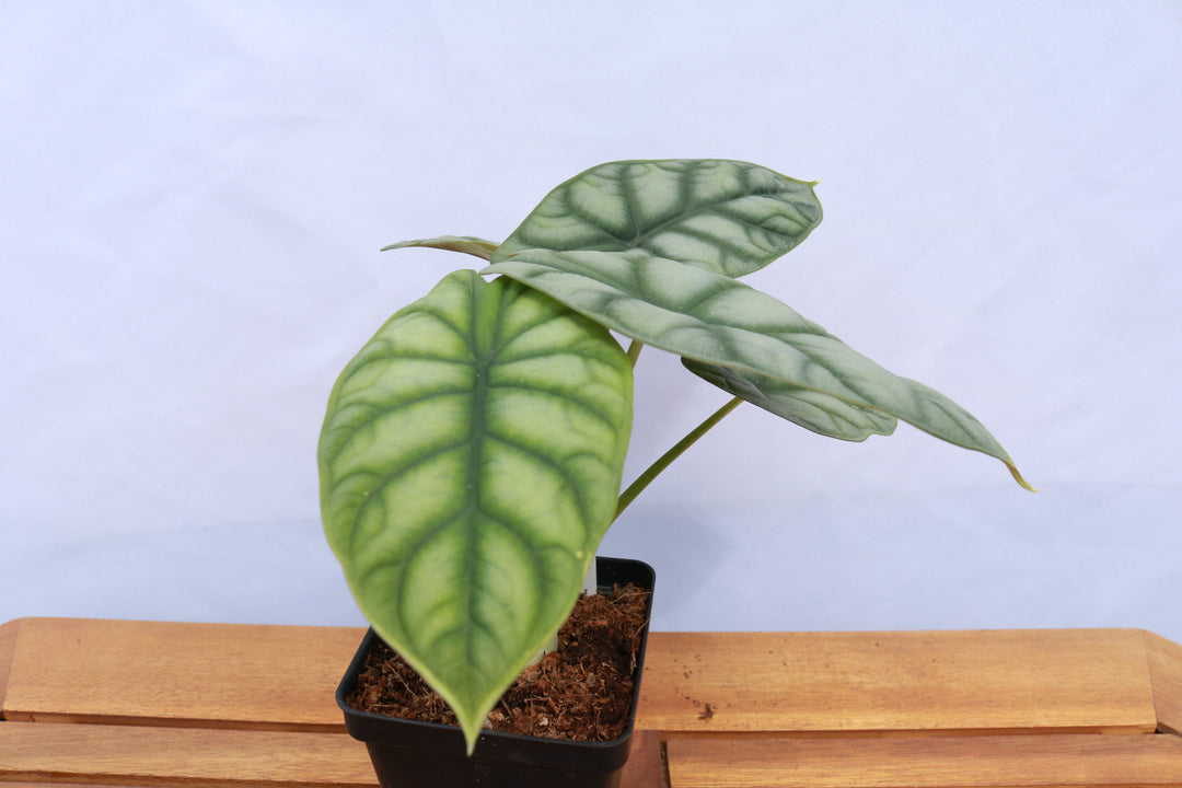 Alocasia - 'Silver Dragon'