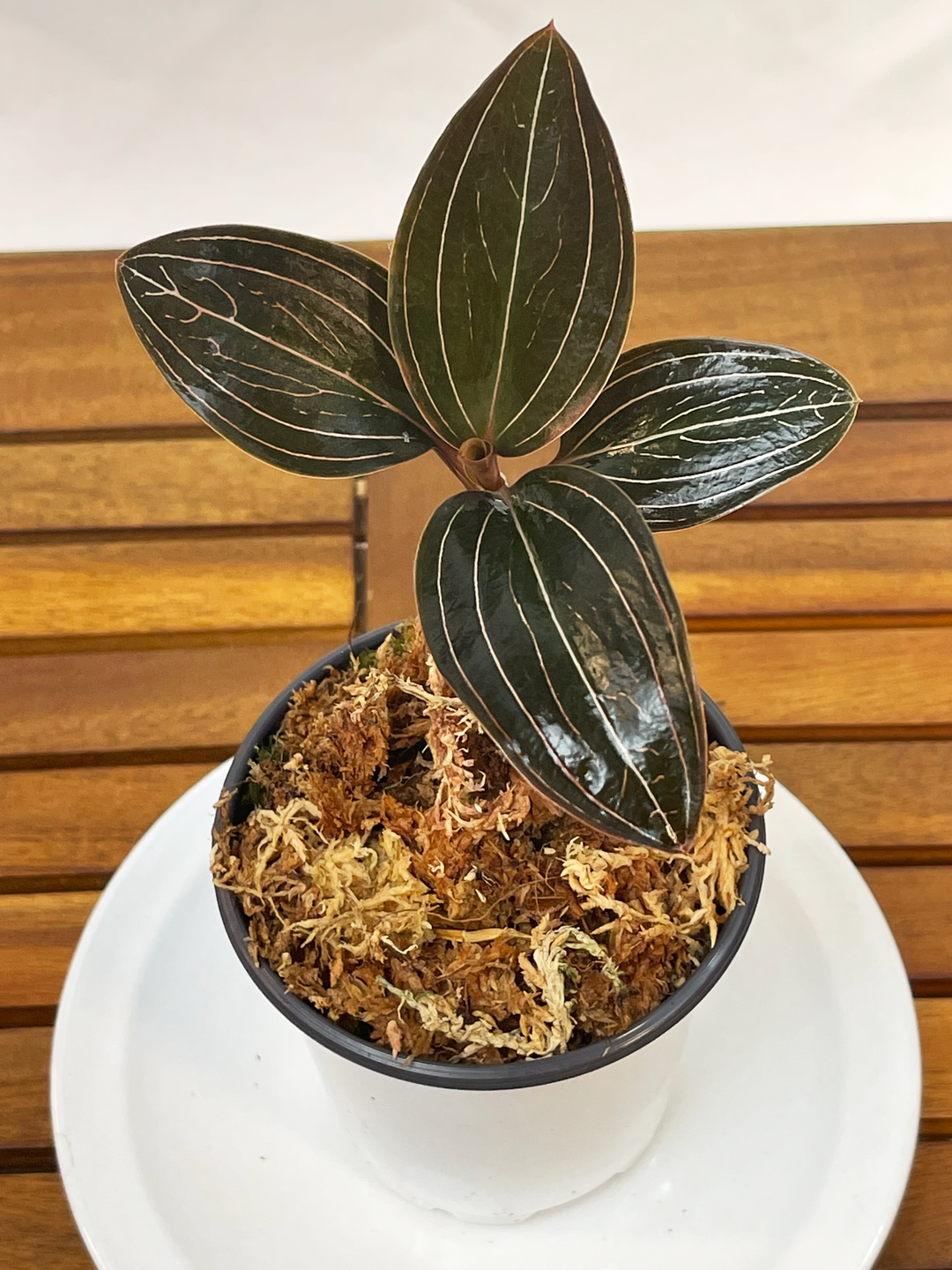 Ludicia discolor - Jewel Orchid
