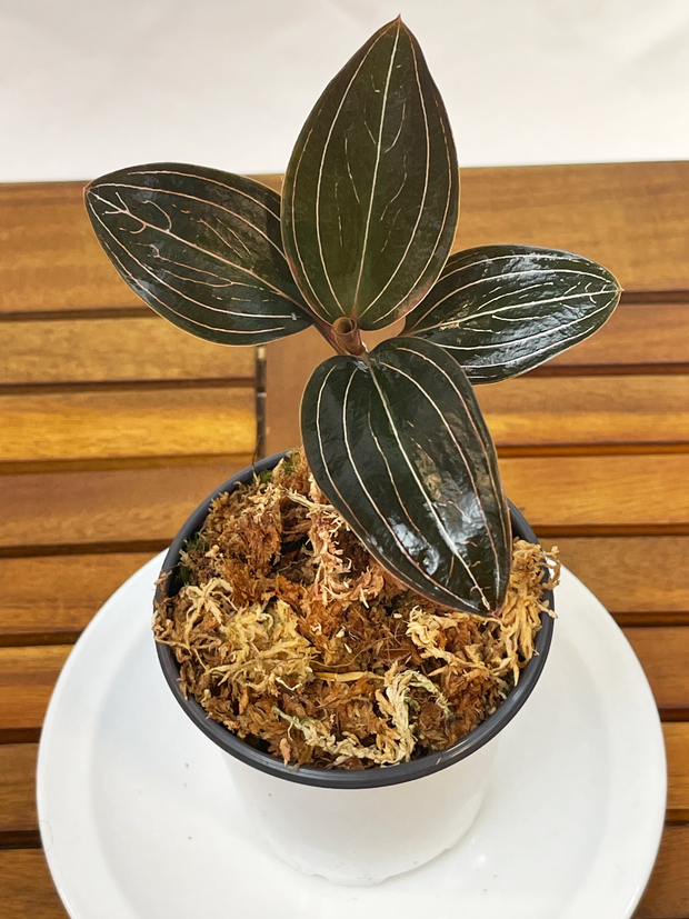 Ludicia discolor - Jewel Orchid