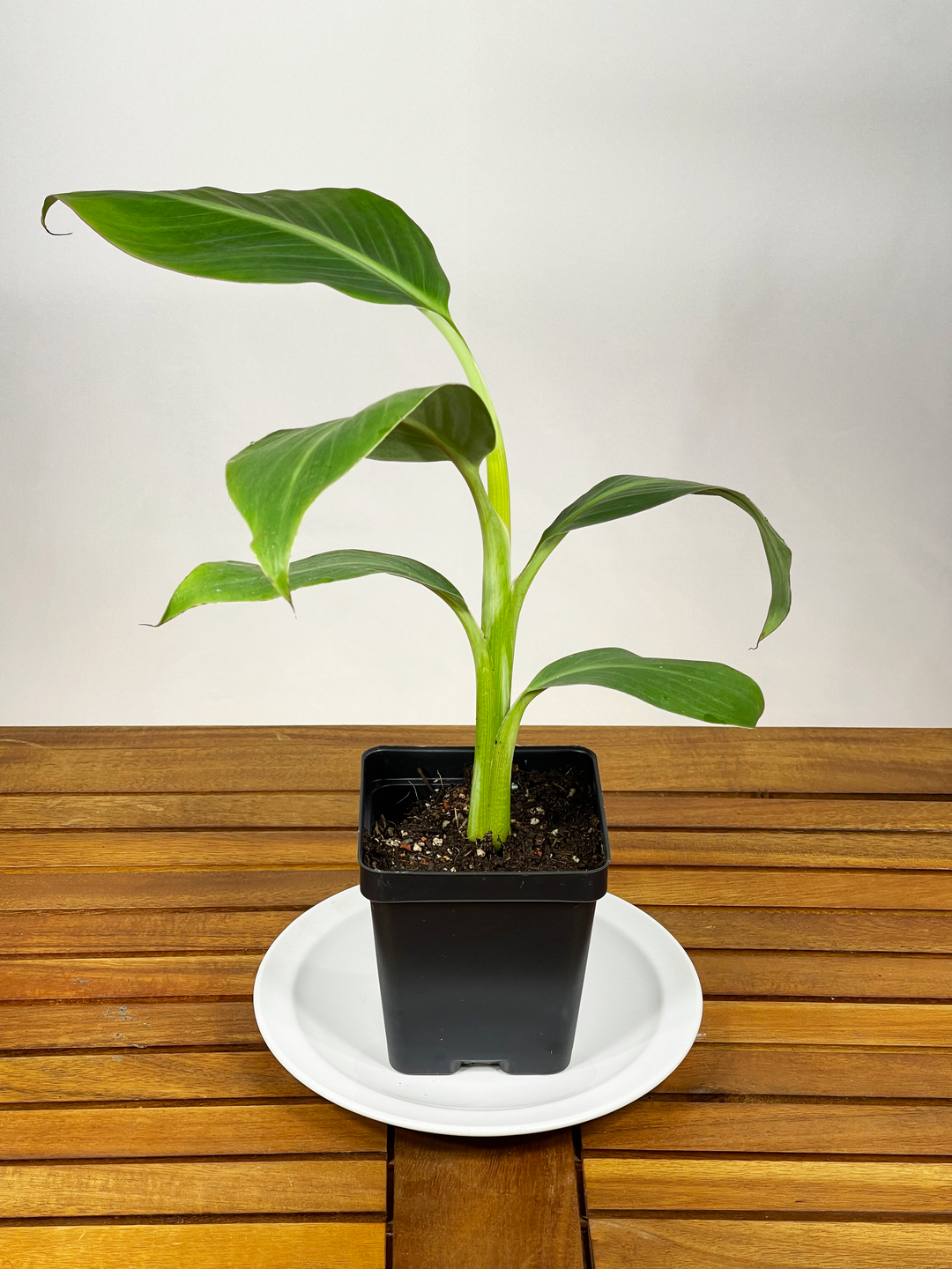 Musa - 'Banana Plant'