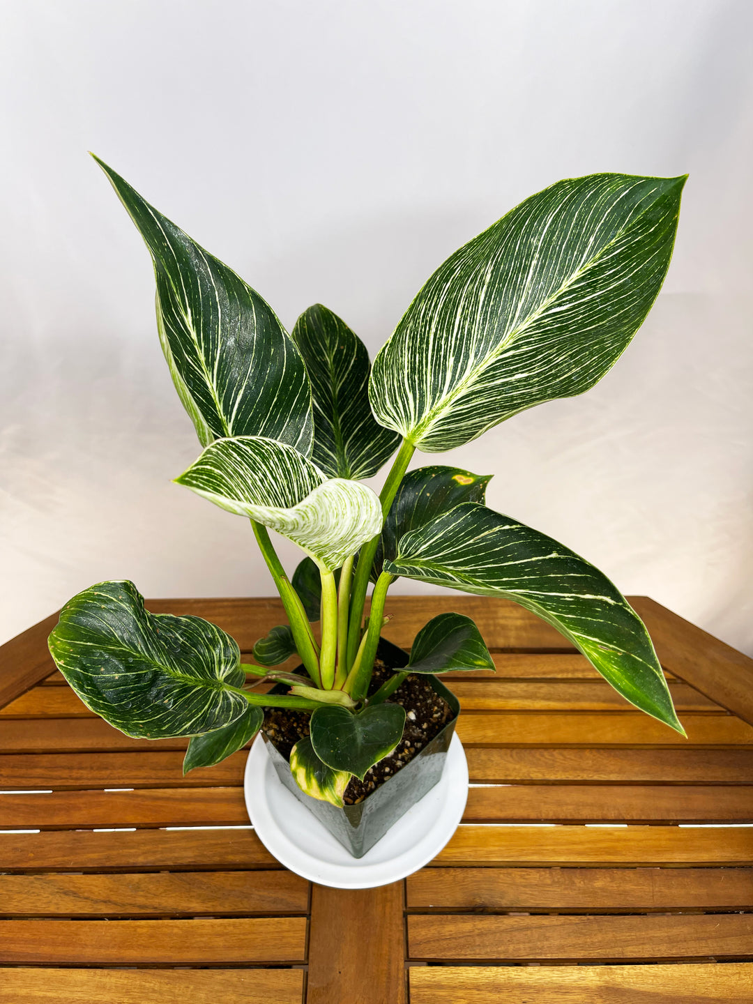 Philodendron (Hybrid) - 'Birkin' – Barsch Tropicals