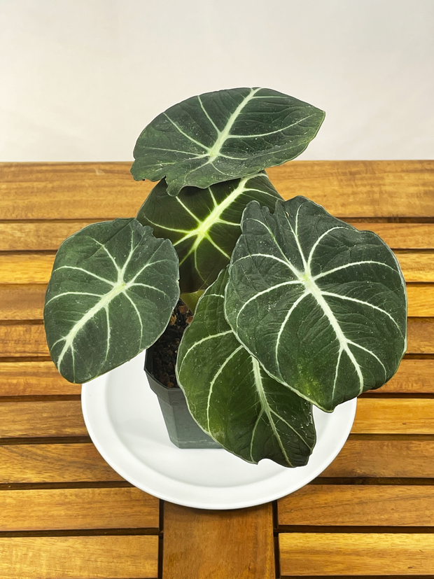 Alocasia reginula - &