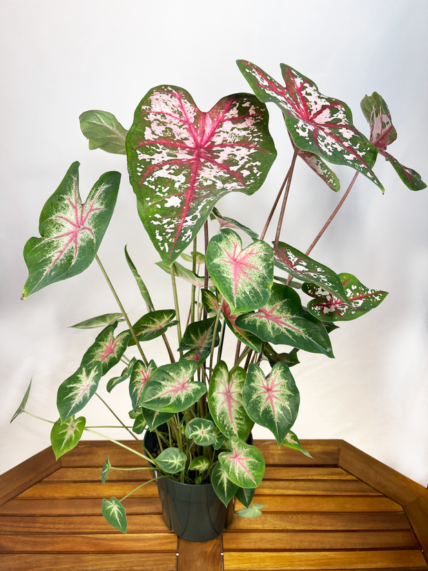 Caladium (Mix)