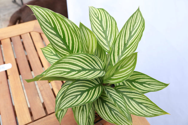 Calathea Vittata "Prayer plant"