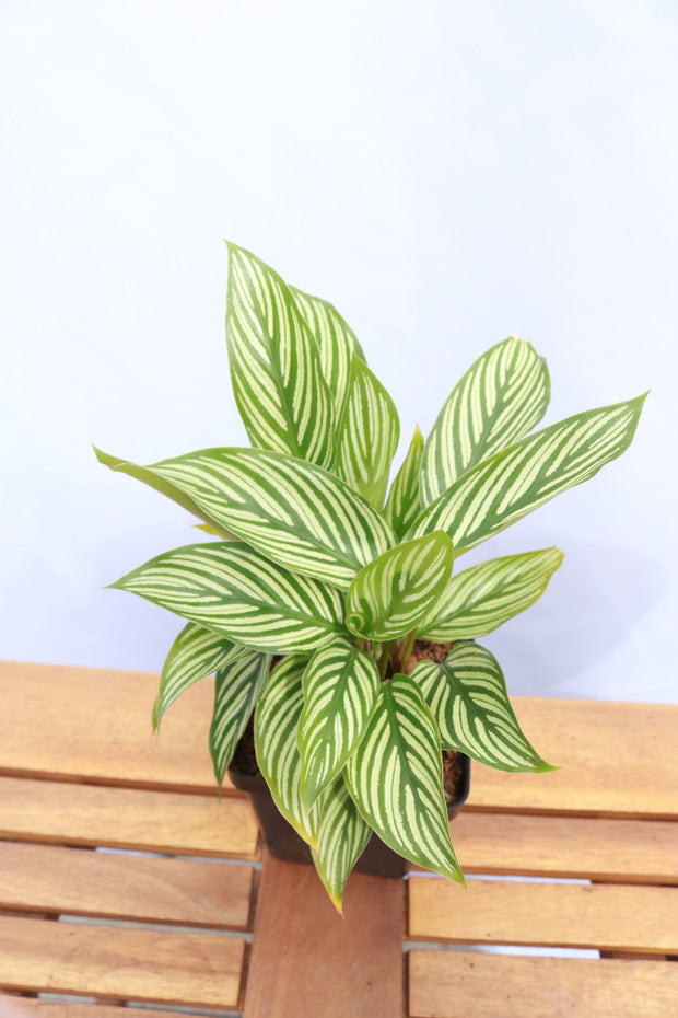 Calathea Vittata "Prayer plant"