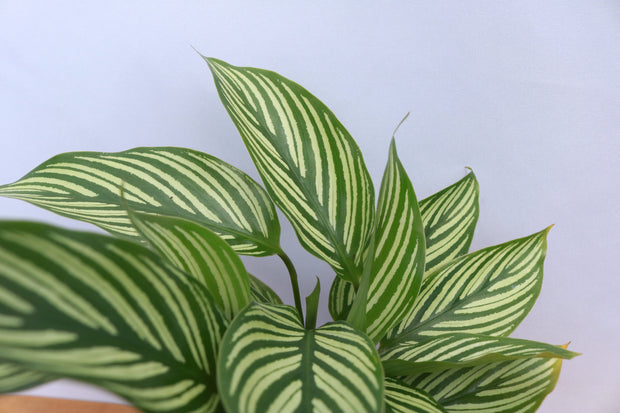 Calathea Vittata "Prayer plant"