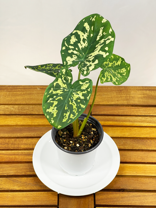 Alocasia (Hybrid) - Hilo Beauty