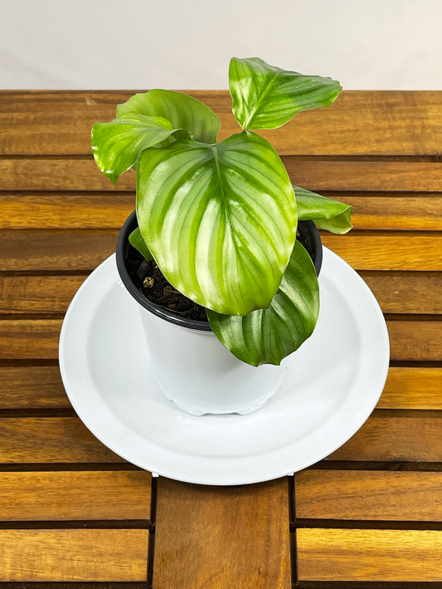 Calathea orbifolia