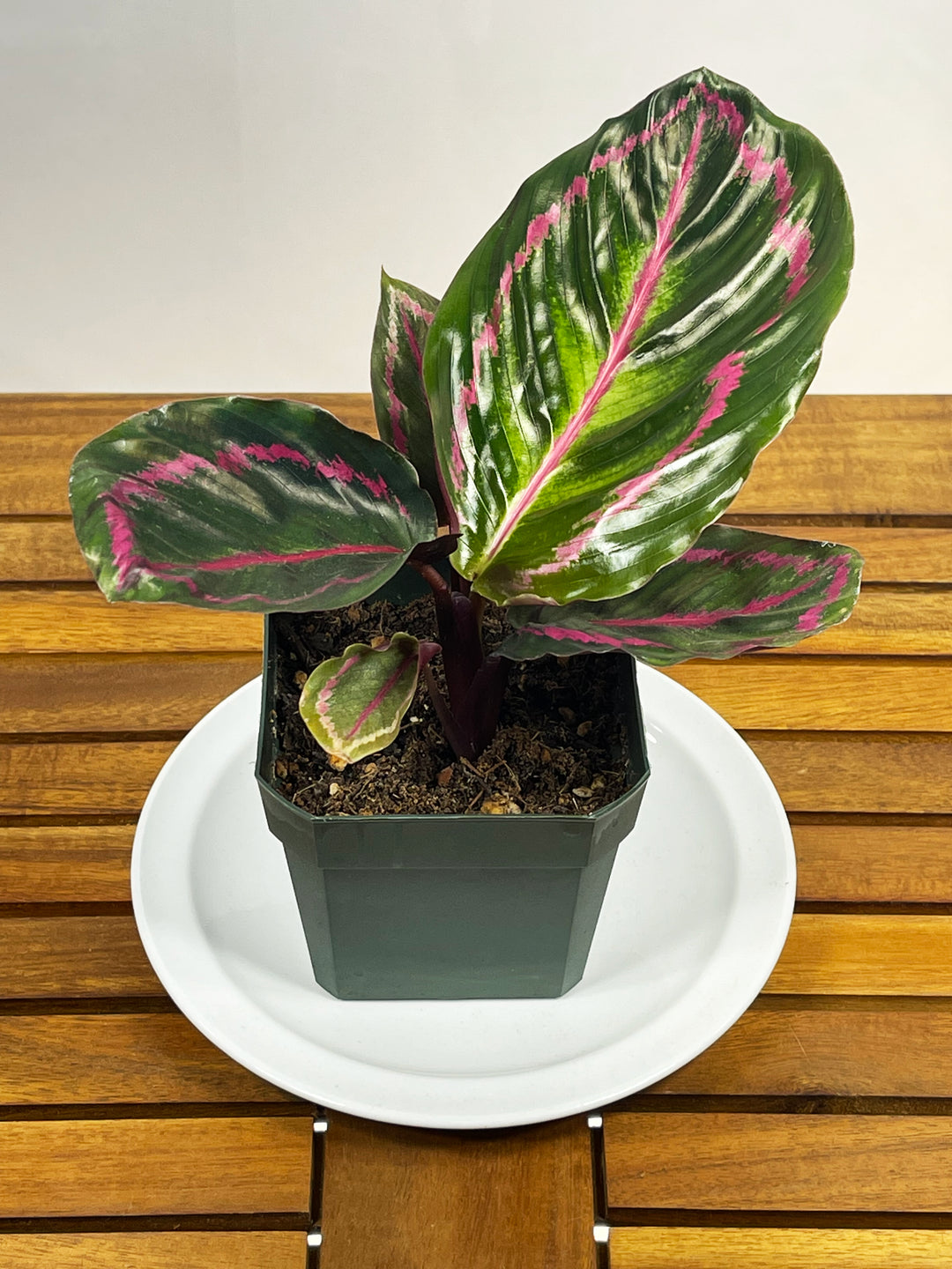 Calathea roseopicta