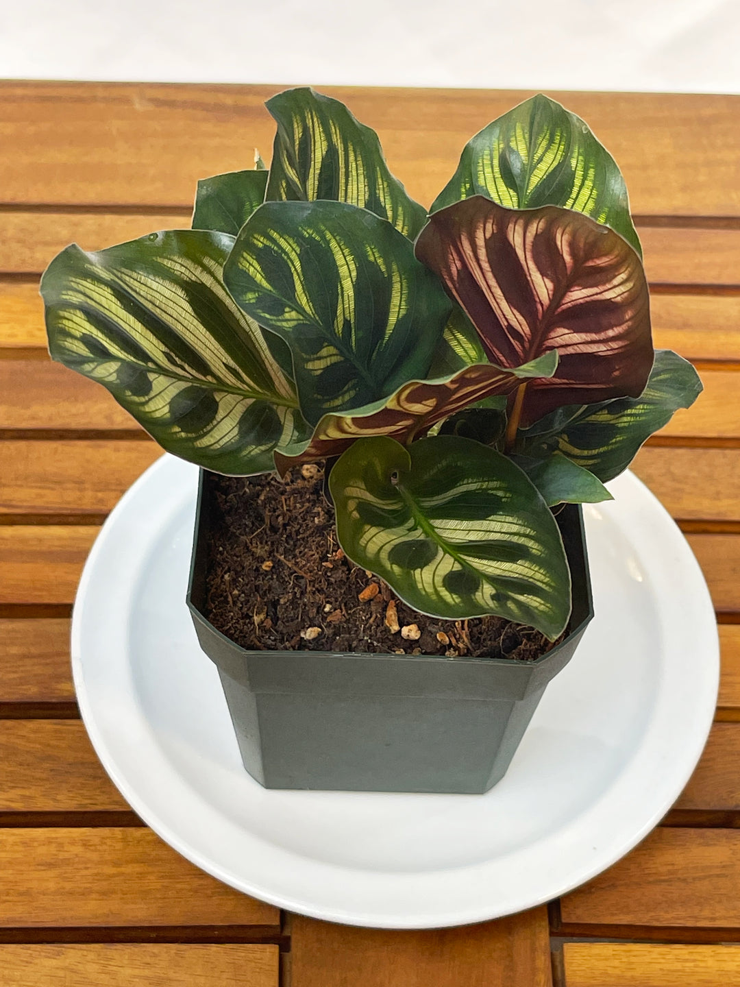 calathea makoyana plant Calathea Makoyana | Peacock Plant | 4