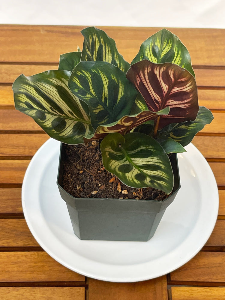 Calathea makoyana - 'Peacock Plant'