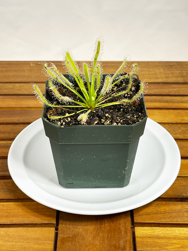Drosera capensis alba - &