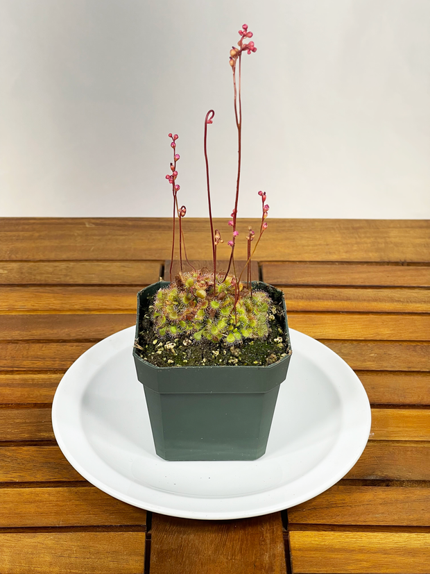 Drosera spatulata - "Spoon-Leaf Sundew"
