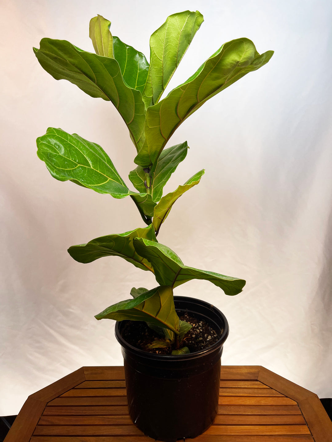 peat moss for fiddle leaf fig Ficus lyrata