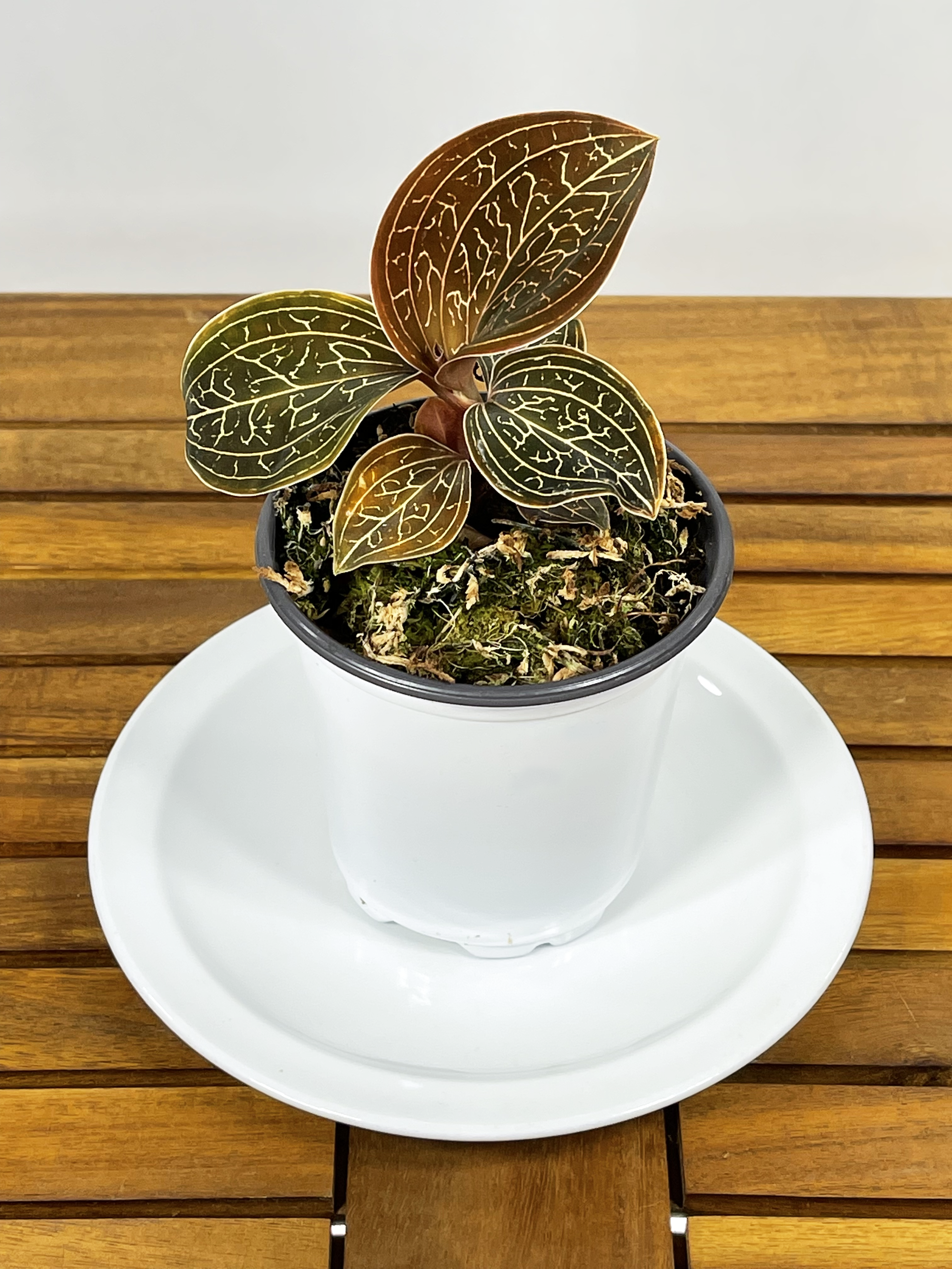 Barsch Tropicals Anoectochilus chapaensis