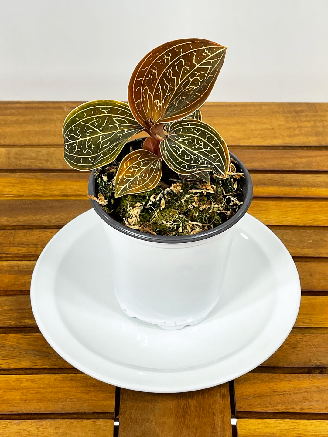 Anoectochilus chapaensis - 'Golden Jewel Orchid'