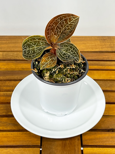 Anoectochilus chapaensis - 'Golden Jewel Orchid'