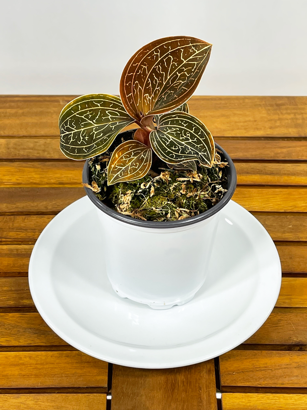 Anoectochilus chapaensis - &