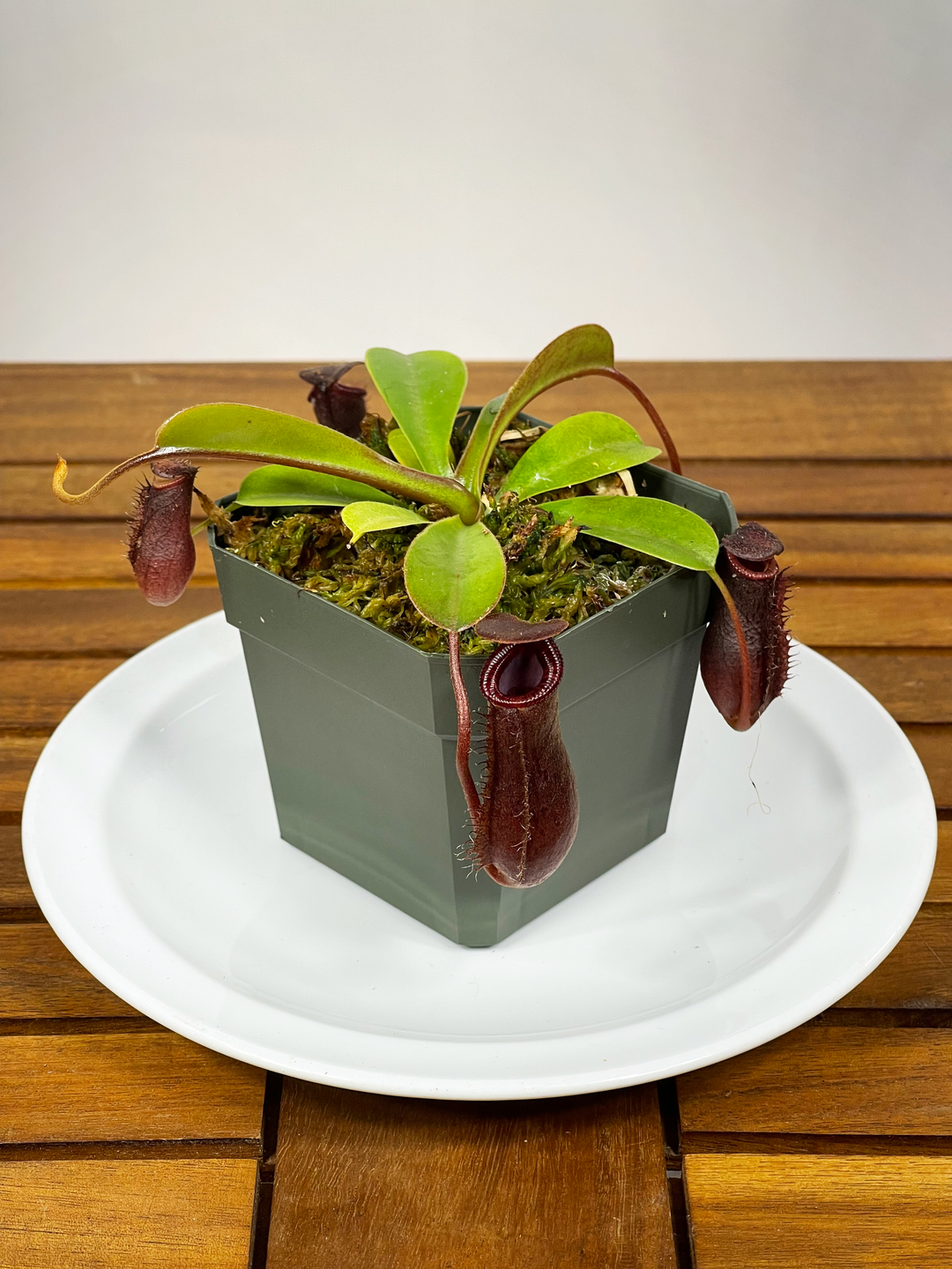 Nepenthes ventricosa - 'Hanging Pitcher Plant'