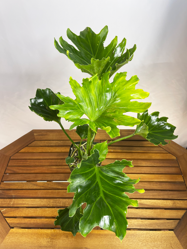 Philodendron bipinnatifidum - &