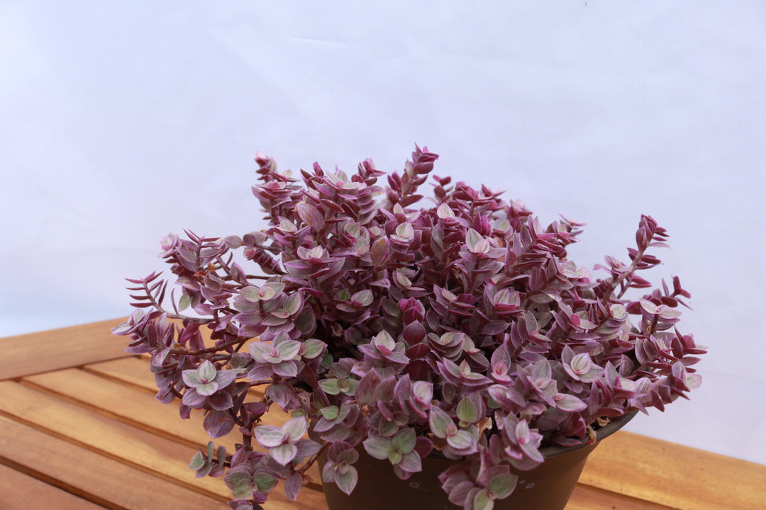 Tradescantia 'Pink Panther'