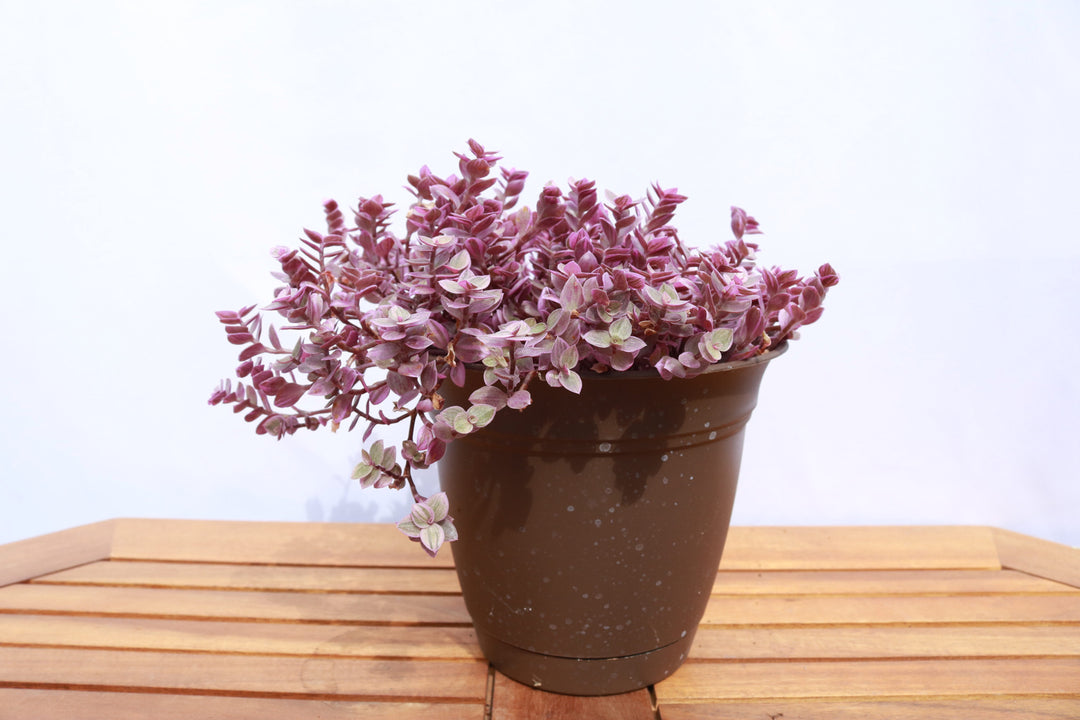 Tradescantia 'Pink Panther'