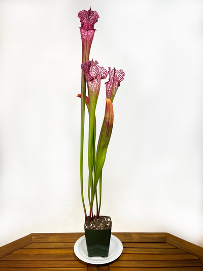 Sarracenia (Hybrid) - Dana's Delight