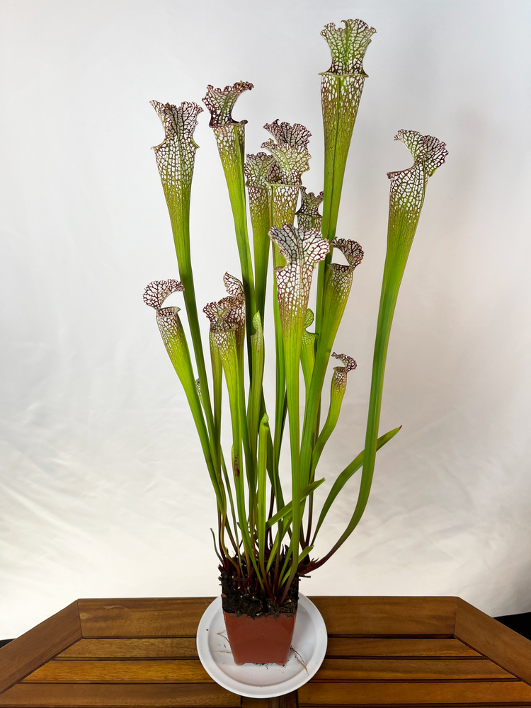 Sarracenia leucophylla - Tarnok