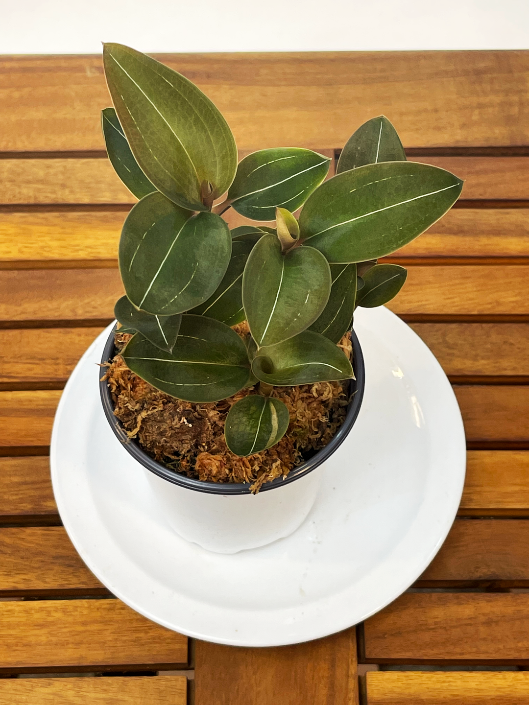Ludicia discolor nigra - Black Jewel Orchid