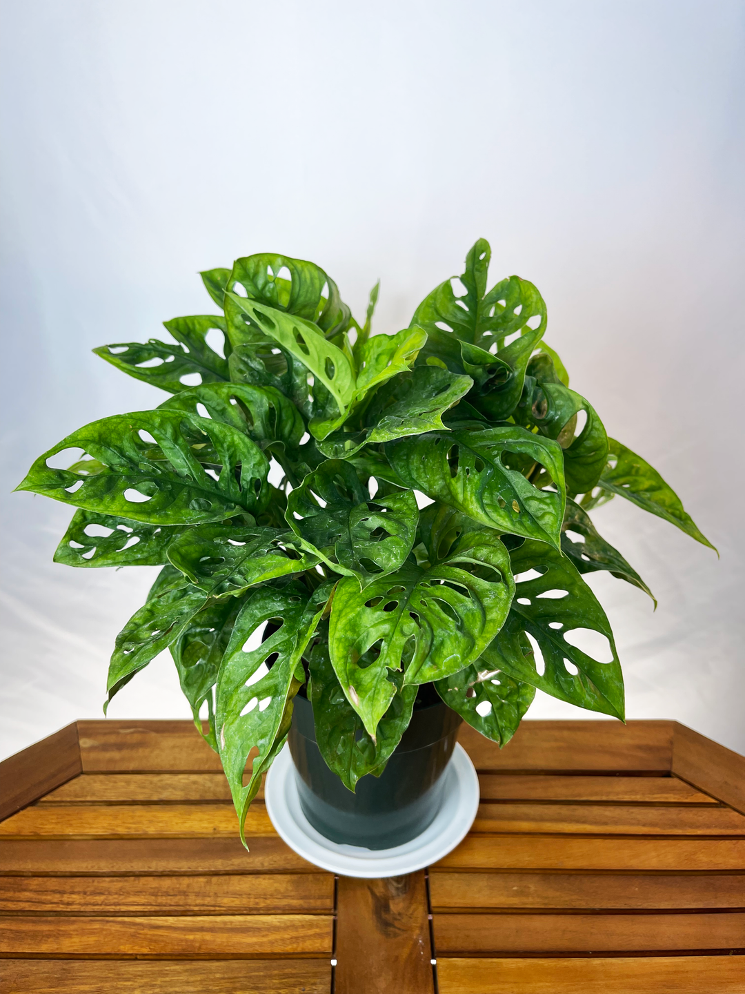 Monstera adansonii - 'Swiss Cheese Plant'