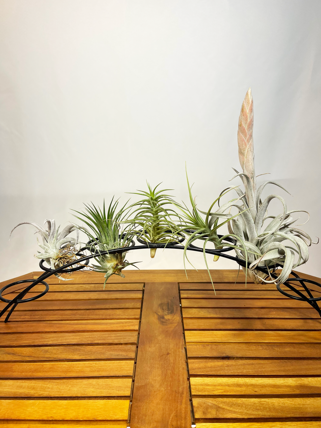 Tillandsia (Mix)