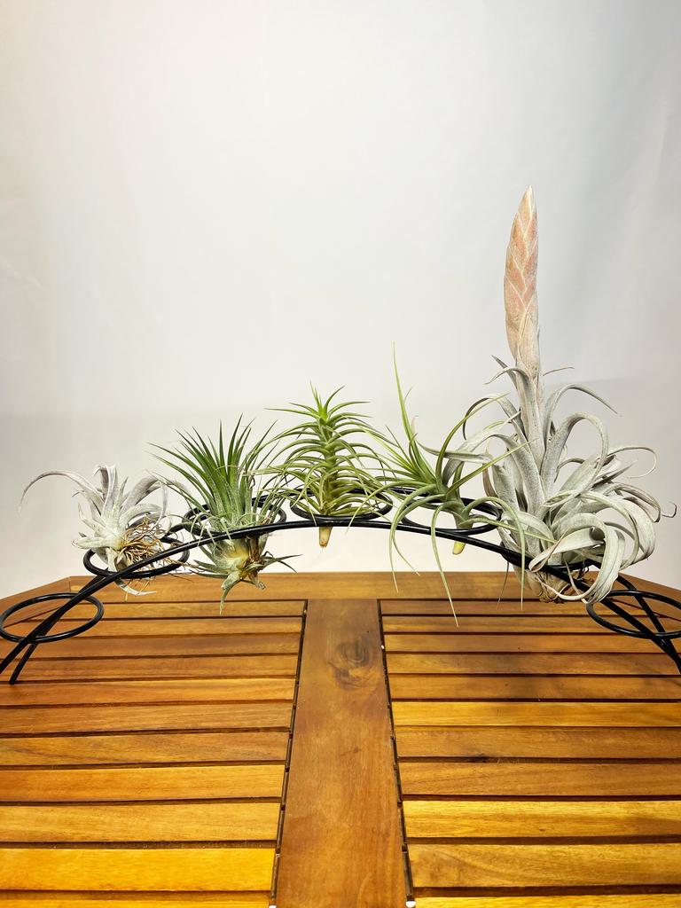 Tillandsia_Mix_1024x1024.png?v