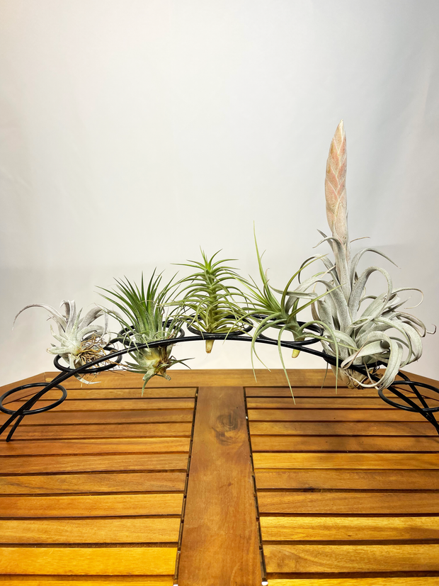 Tillandsia (Mix)