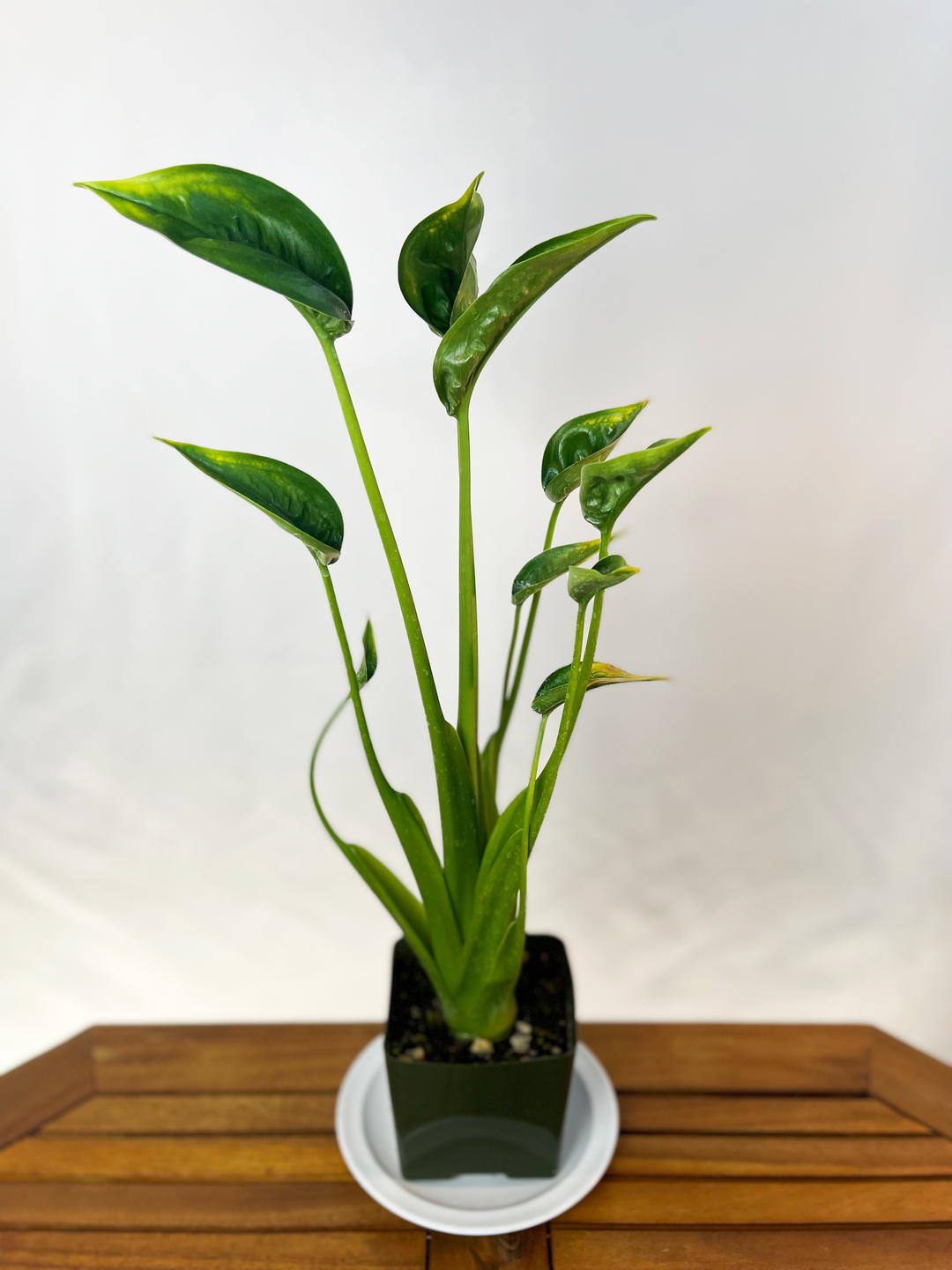 Alocasia (Hybrid) - 'Tiny Dancer'